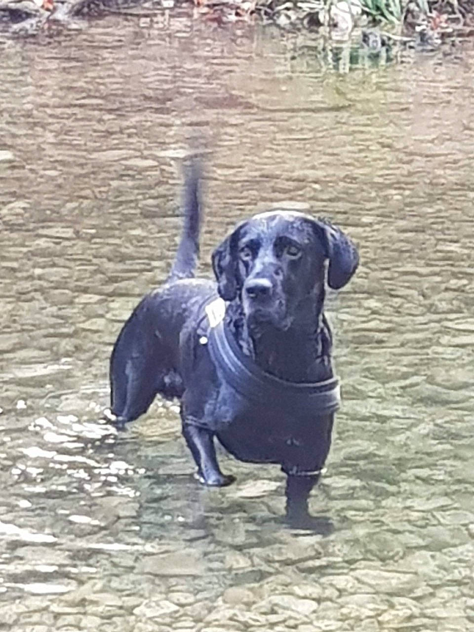 Iron a rejoint le concours — aidez-le/la à gagner de superbes lots ! canidae, carnivore, companion_dog, dog, dog_breed, hunting_dog, labrador_retriever, mammal, pointing_breed, retriever, sporting_group, tail, vertebrate, weimaraner, working_dog