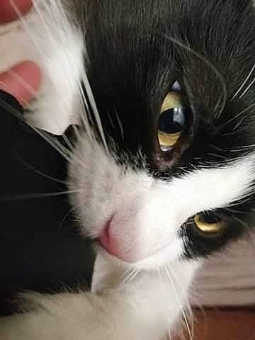 Sora a rejoint le concours — aidez-le/la à gagner de superbes lots ! black_and_white, carnivore, cat, close_up, ear, eye, felidae, fur, iris, kitten, norwegian_forest_cat, nose, photography, small_to_medium_sized_cats, snout, whiskers