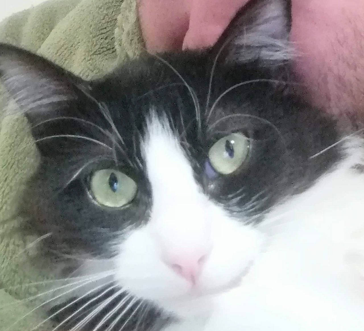 Sora a rejoint le concours — aidez-le/la à gagner de superbes lots ! aegean_cat, black_and_white, carnivore, cat, close_up, domestic_long_haired_cat, domestic_short_haired_cat, eye, felidae, fur, iris, kitten, mammal, norwegian_forest_cat, nose, polydactyl_cat, small_to_medium_sized_cats, snout, vertebrate, whiskers