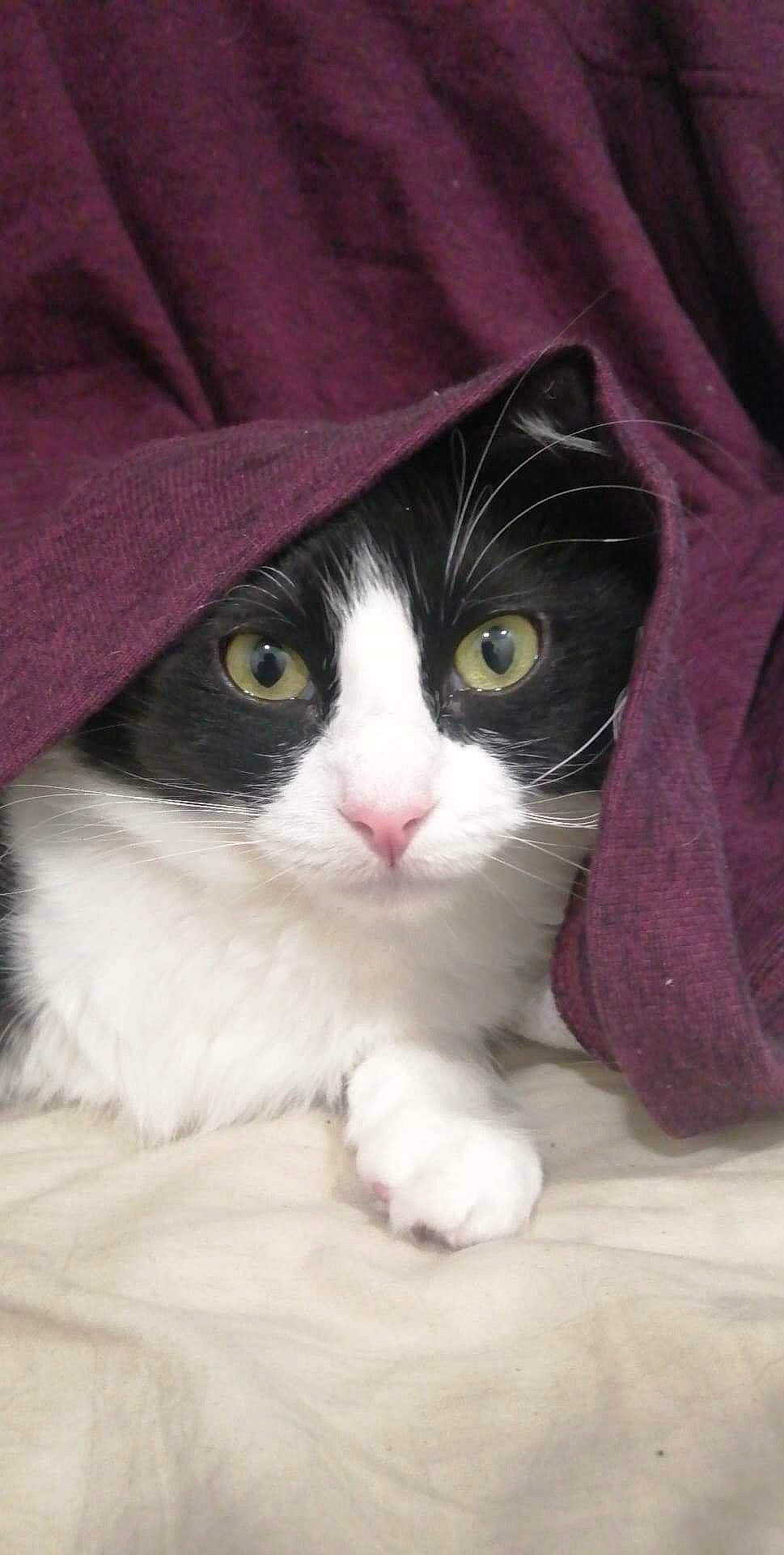 Sora a rejoint le concours — aidez-le/la à gagner de superbes lots ! american_wirehair, british_semi_longhair, carnivore, cat, cymric, domestic_long_haired_cat, domestic_short_haired_cat, eye, felidae, fur, kitten, mammal, norwegian_forest_cat, polydactyl_cat, ragamuffin, small_to_medium_sized_cats, snout, vertebrate, whiskers