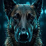 Jack participe au concours pour gagner de l'argent avec cette photo : animal, animal_portrait, blue_lighting, canine, close_up, dark_background, detailed, dog, ears, face, fur, german_shepherd, headshot, intense_gaze, looking_at_camera, moisture, outdoor, pet, portrait, wet_fur