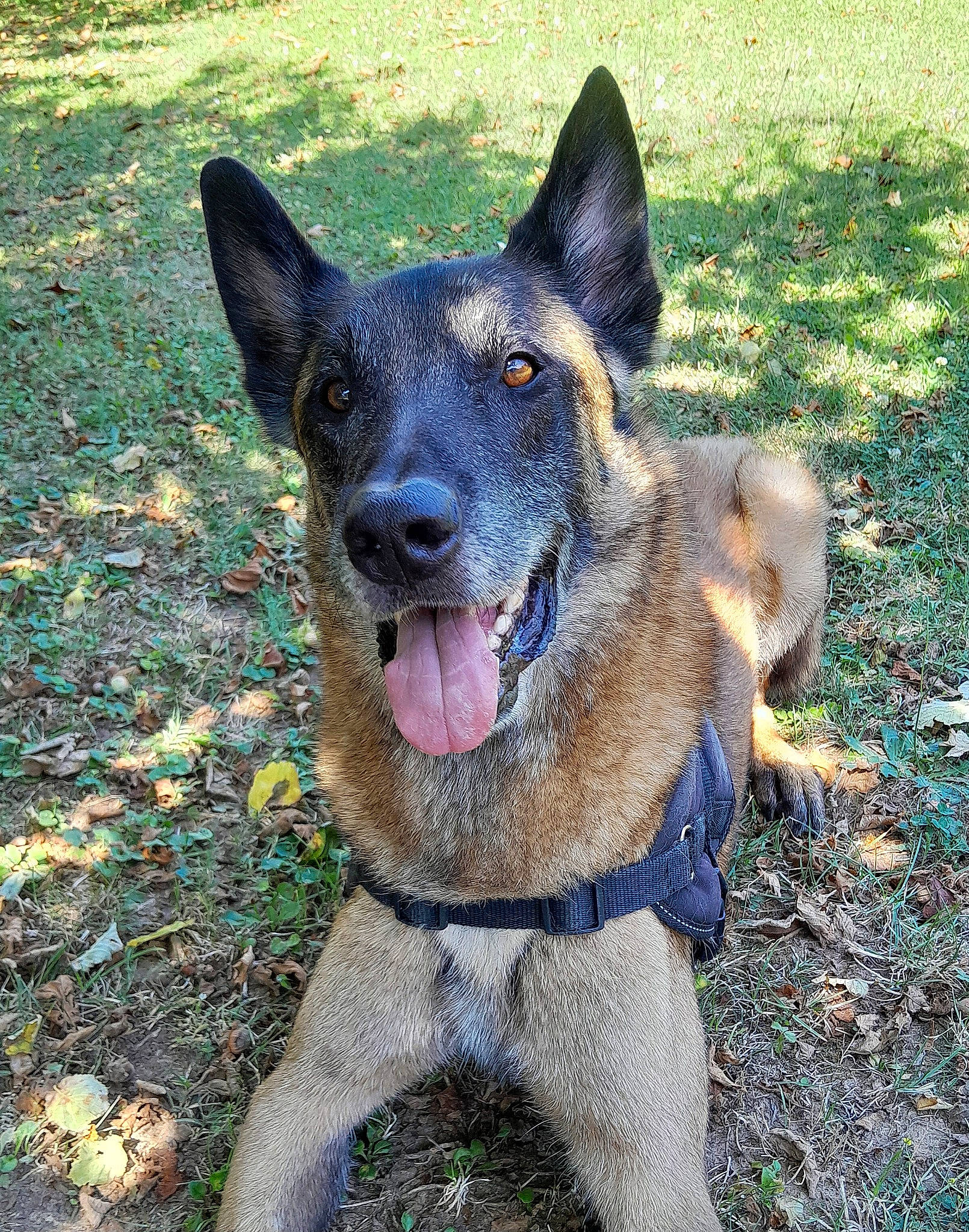 Jack a rejoint le concours — aidez-le/la à gagner de superbes lots ! canidae, carnivore, collar, dog, dog_breed, dog_collar, east_european_shepherd, fang, grass, guard_dog, herding_dog, snout, sporting_group, whiskers, working_animal, working_dog