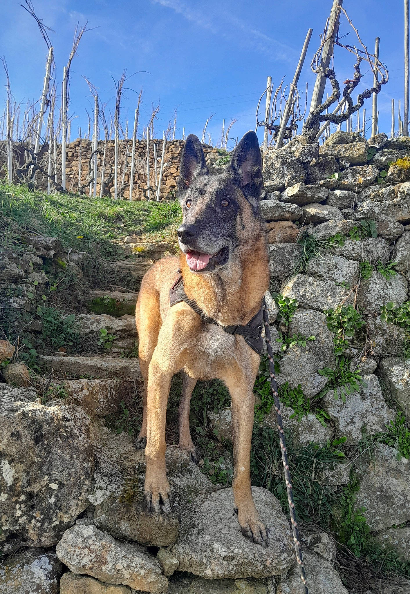 Jack participe au concours pour gagner de l'argent avec cette photo : canidae, canis, carnivore, cloud, dog, dog_breed, east_european_shepherd, fawn, german_shepherd_dog, herding_dog, plant, rock, sky, snout, soil, sporting_group, wildlife, wood, working_animal, working_dog