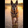 animal, canine, dog, focused, fur, german_shepherd, golden_hour, lake, loyal, nature, outdoor, pet, portrait, reflection, ripples, serene, standing, sunset, water, wet