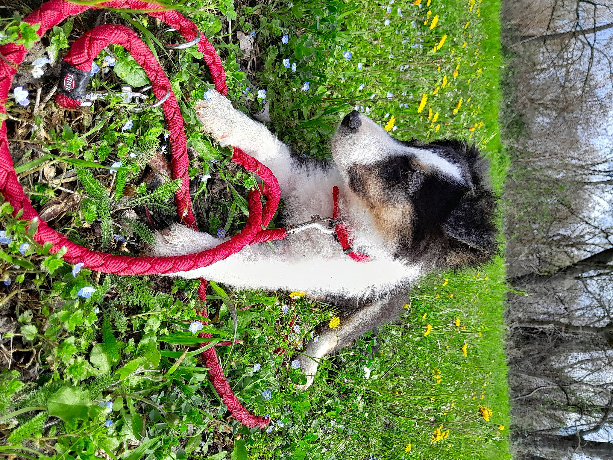 Vagabond participe au concours pour gagner de l'argent avec cette photo : canidae, carmine, carnivore, collar, companion_dog, coquelicot, dog, dog_breed, dog_collar, dog_supply, fawn, flower, grass, leash, non_sporting_group, plant, sporting_group, tail, tree, working_dog