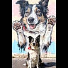 animal, black, border_collie, brown, canine, collar, colorful, dog, mural, outdoor, painting, pavement, paw_prints, pet, portrait, sitting, street_art, sunlight, wall, white
