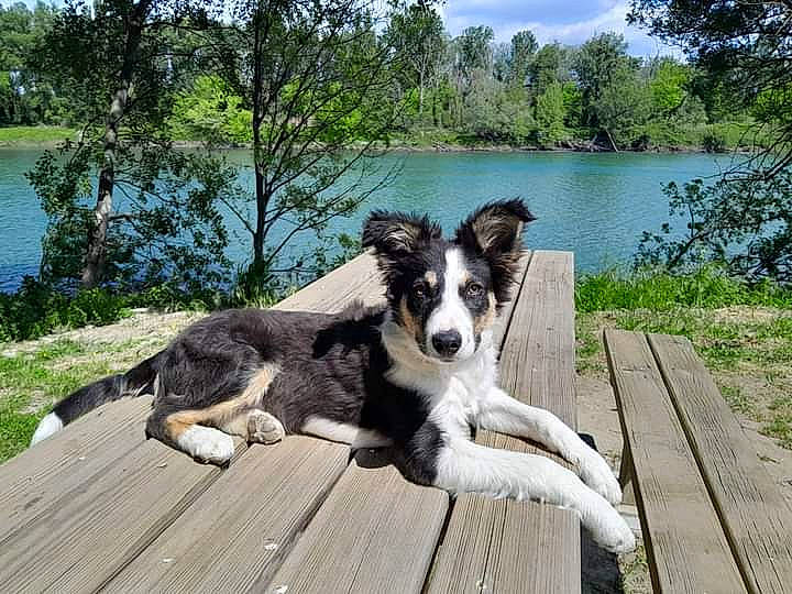 Vagabond participe au concours pour gagner de l'argent avec cette photo : border_collie, canidae, carnivore, companion_dog, dog, dog_breed, herding_dog, lacustrine_plain, lake, lake_district, landscape, plant, reservoir, sky, sporting_group, tree, water, working_animal, working_dog