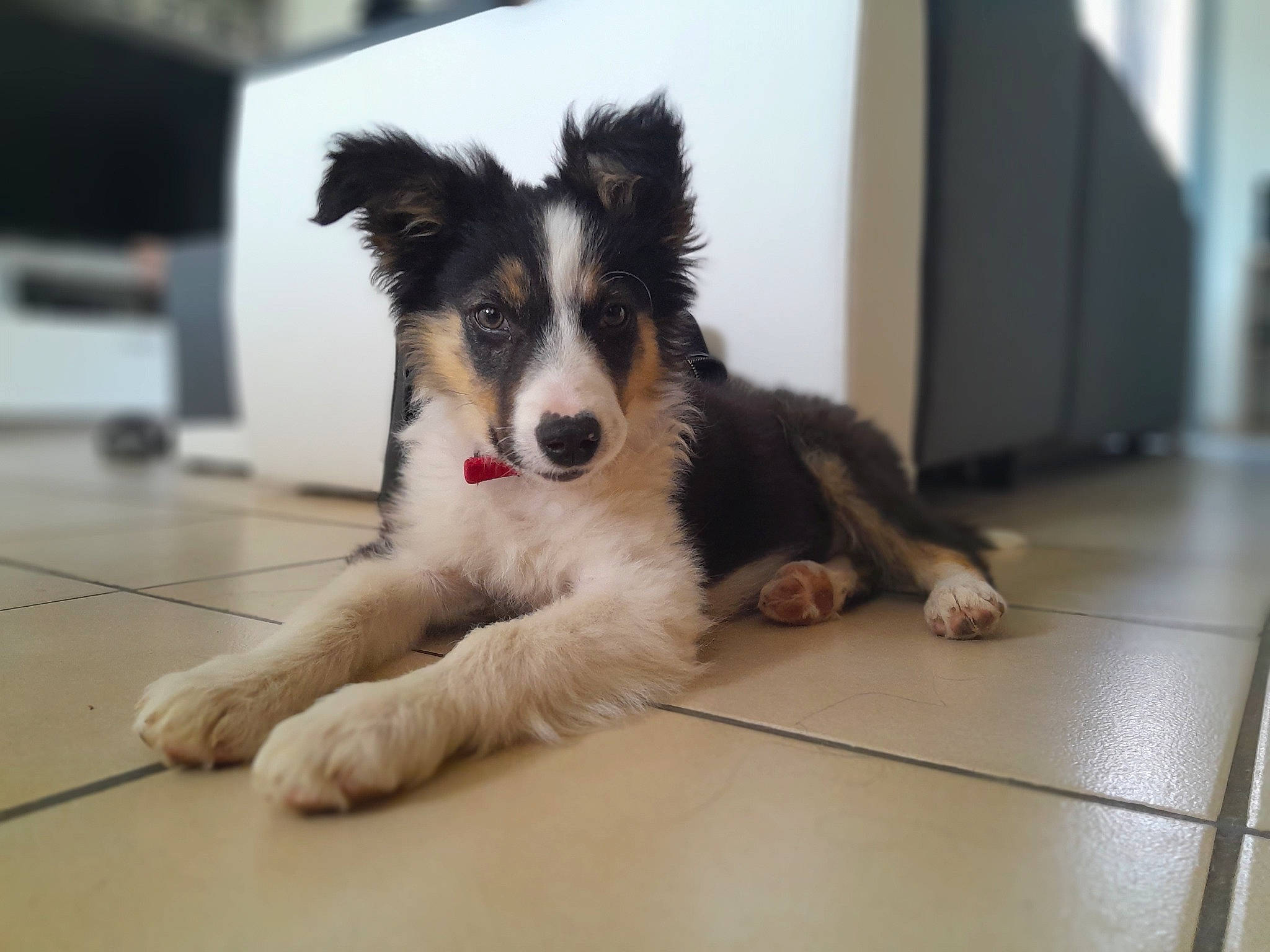 Vagabond a rejoint le concours — aidez-le/la à gagner de superbes lots ! border_collie, bored, canidae, carnivore, companion_dog, dog, dog_breed, flooring, fur, hardwood, herding_dog, non_sporting_group, paw, puppy, snout, sporting_group, terrestrial_animal, whiskers, working_animal, working_dog