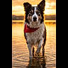 Vagabond participe au concours pour gagner de l'argent avec cette photo : animal, bandana, calm, canine, dog, ears, fur, golden_hour, nature, outdoor, portrait, reflection, ripples, scenic, shallow_water, snout, standing, sunset, water, wet