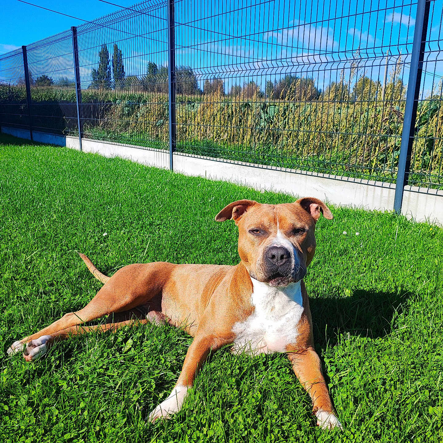 Paco a rejoint le concours — aidez-le/la à gagner de superbes lots ! animal, backyard, boxer, bulldog, canine, den, dog, fence, field, grass, grassland, hound, indoors, lawn, nature, outdoors, pet, pitbull, plant, yard