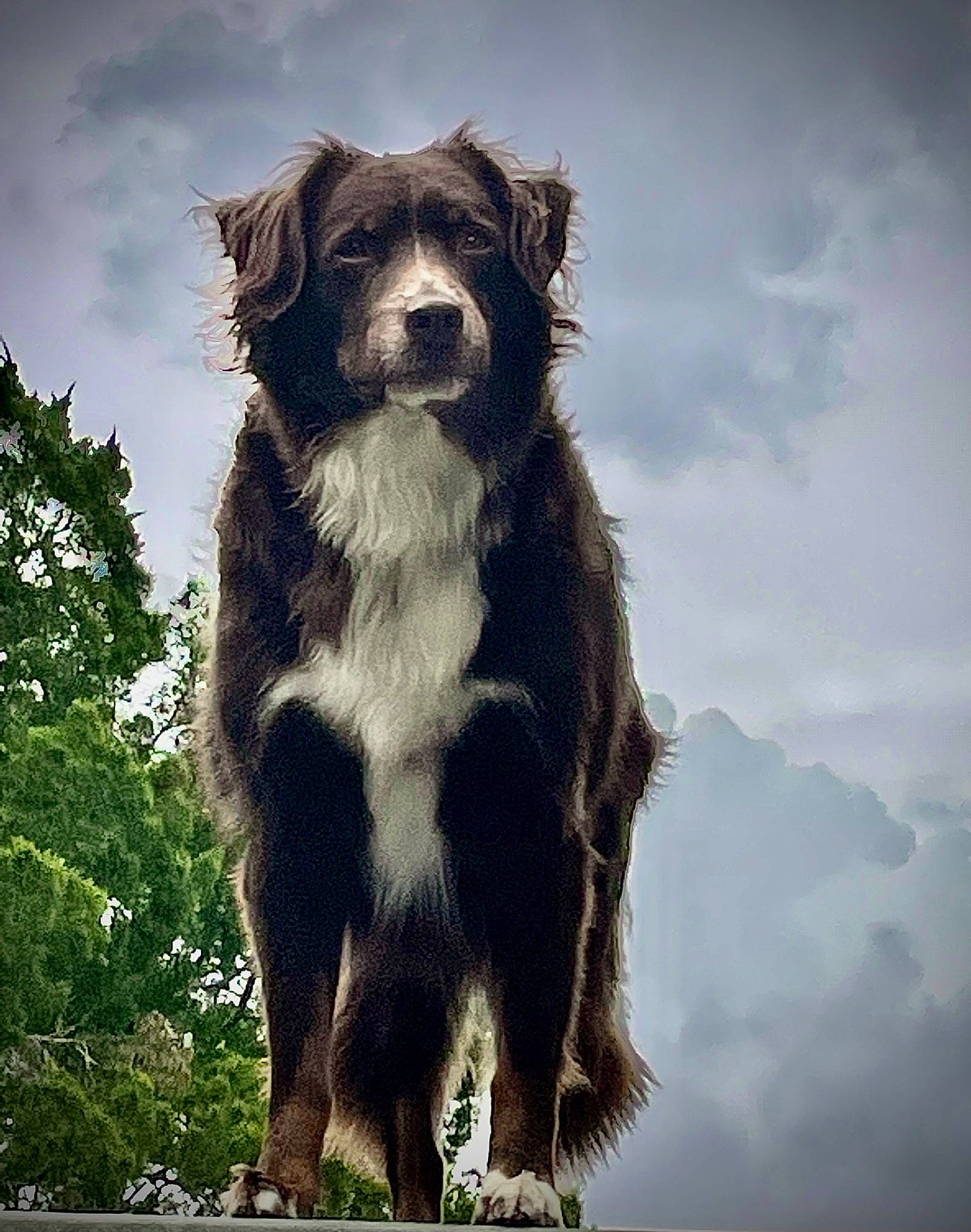 Coop is registered to the contest to win money with this photo: art, canidae, carnivore, cloud, companion_dog, cumulus, dog, dog_breed, eye, fur, gun_dog, liver, plant, sky, snout, sporting_group, terrestrial_animal, tree, wildlife, working_dog