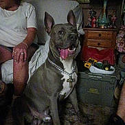 Drake is registered to the contest to win money with this photo: dog, indoors, person, furniture, lamp, chain, cross_pendant, toy_trucks, carpet, dresser, sitting, tongue_out, casual_clothing, chair, home, smiling_dog, decor, floor, human_hand, relaxed