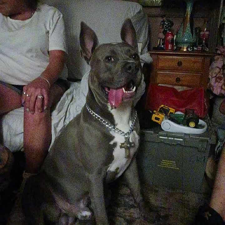 Drake is registered to the contest to win money with this photo: dog, indoors, person, furniture, lamp, chain, cross_pendant, toy_trucks, carpet, dresser, sitting, tongue_out, casual_clothing, chair, home, smiling_dog, decor, floor, human_hand, relaxed