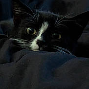 Bagel is registered to the contest to win money with this photo: cat, black_and_white, whiskers, eyes, blanket, cozy, indoor, pet, fur, close_up, animal, cute, curious, resting, face, dark, soft, comfortable, hidden, playful