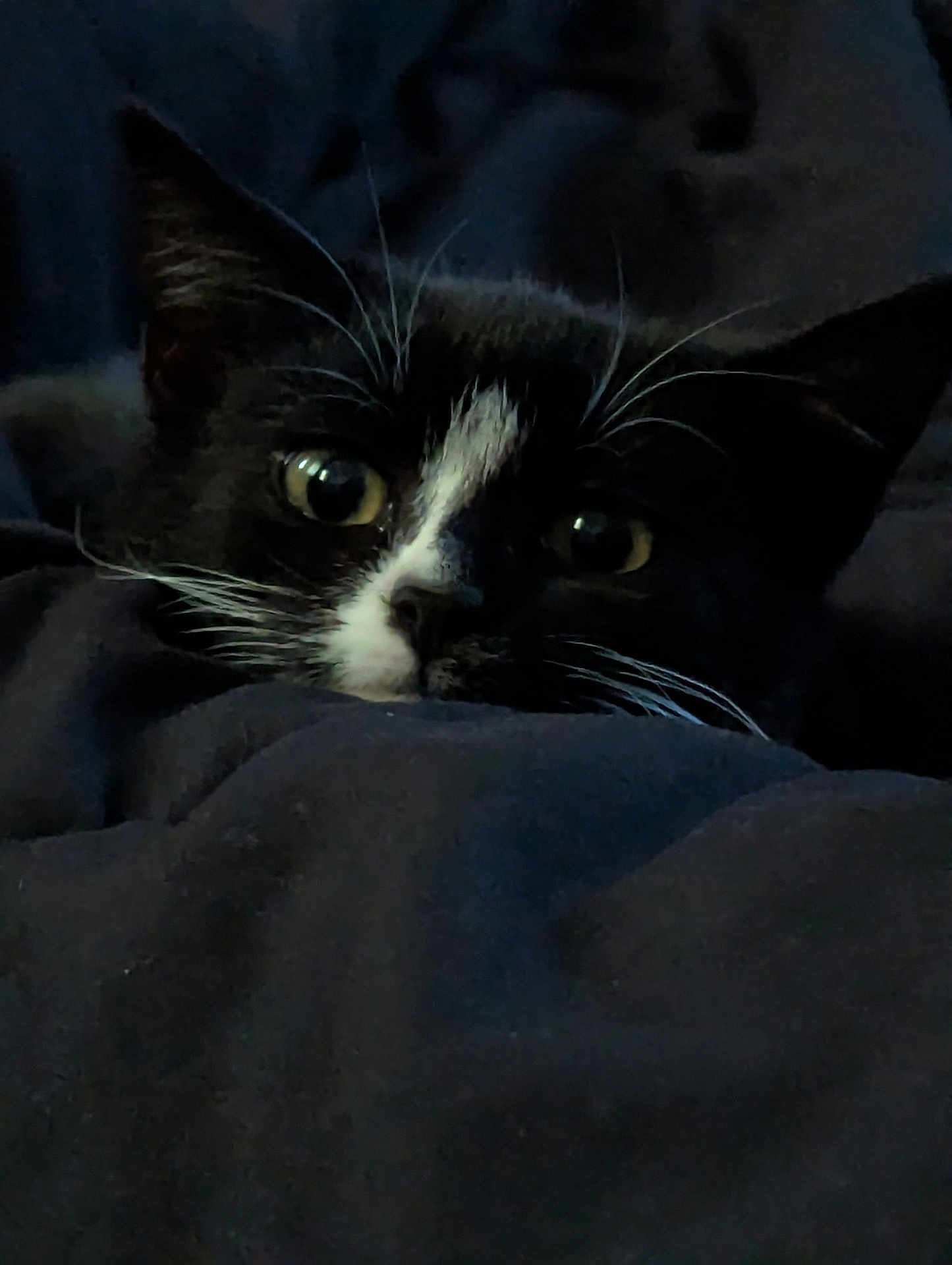 Bagel is registered to the contest to win money with this photo: cat, black_and_white, whiskers, eyes, blanket, cozy, indoor, pet, fur, close_up, animal, cute, curious, resting, face, dark, soft, comfortable, hidden, playful