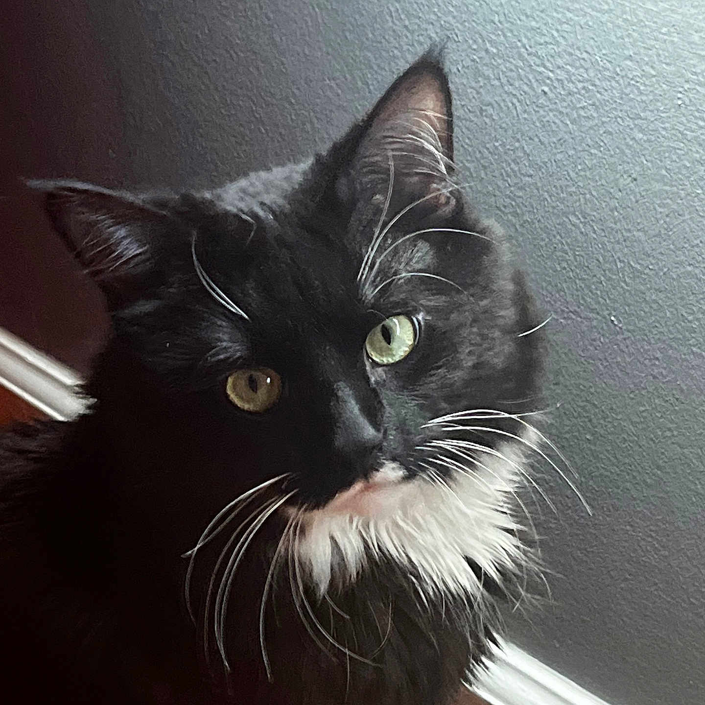 Lulu