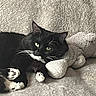 Lulu is registered to the contest to win money with this photo: cat, black_cat, white_paws, green_eyes, whiskers, stuffed_animal, plush, texture, resting, indoor, feline, pet, cozy, relaxed, soft, animal, cute, companion, fur, closeup