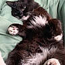 Lulu is registered to the contest to win money with this photo: cat, black_and_white, fluffy, paw, lying_down, relaxed, pet, feline, indoor, blanket, soft, cute, fur, whiskers, comfort, resting, close_up, animal, domestic, cozy