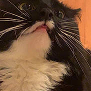 Lulu joined the competition — help win amazing prizes! cat, black_and_white, fluffy, close_up, indoor, wooden_floor, whiskers, curious, pet, animal, feline, face, mouth_open, looking_up, chair_leg, cozy, fur, domestic, cute, portrait