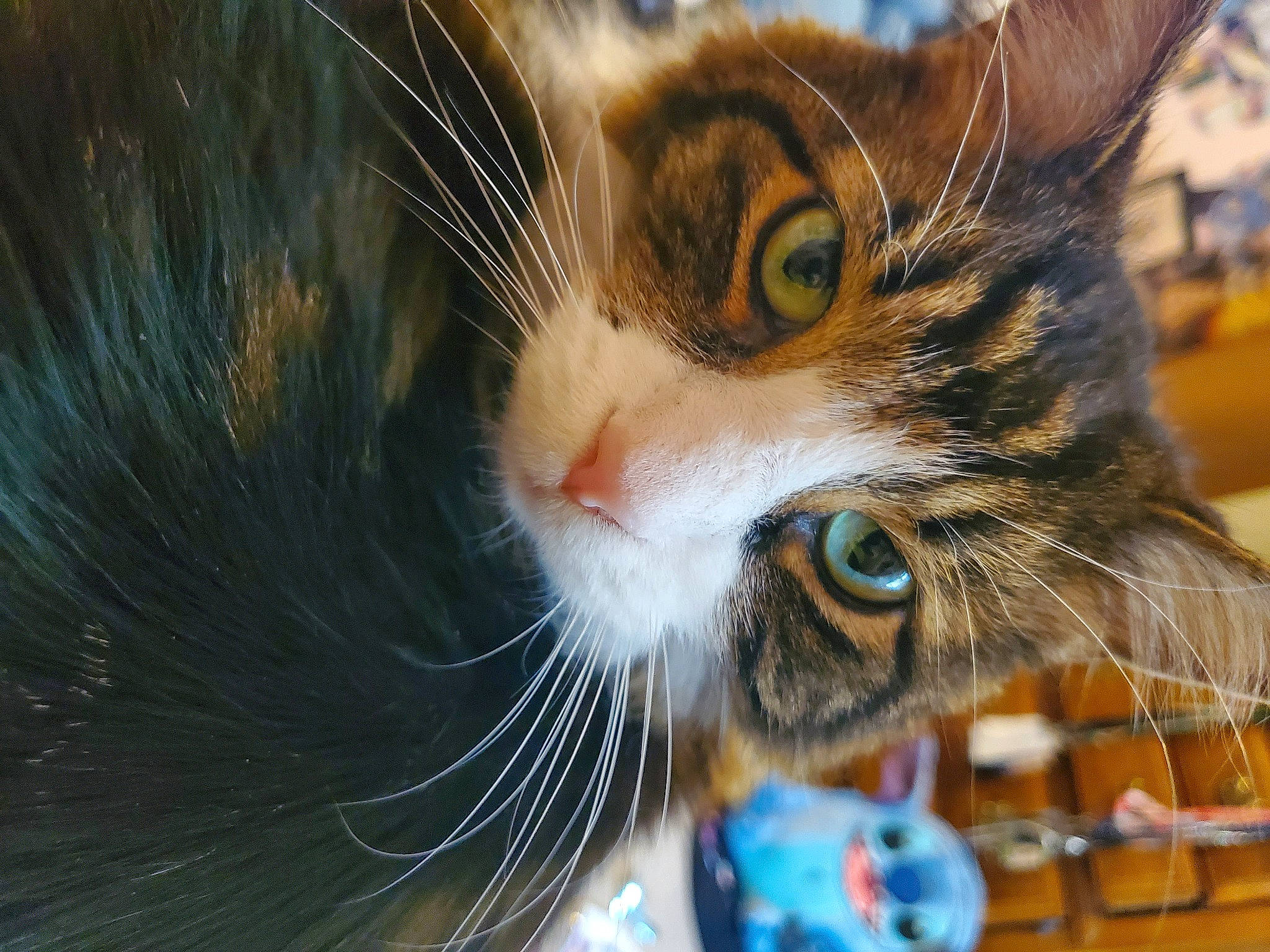 Furby joined the competition — help win amazing prizes! carnivore, cat, claw, domestic_short_haired_cat, ear, fawn, felidae, fur, grass, iris, macro_photography, paw, reflection, small_to_medium_sized_cats, snout, tree, whiskers, wildlife, window