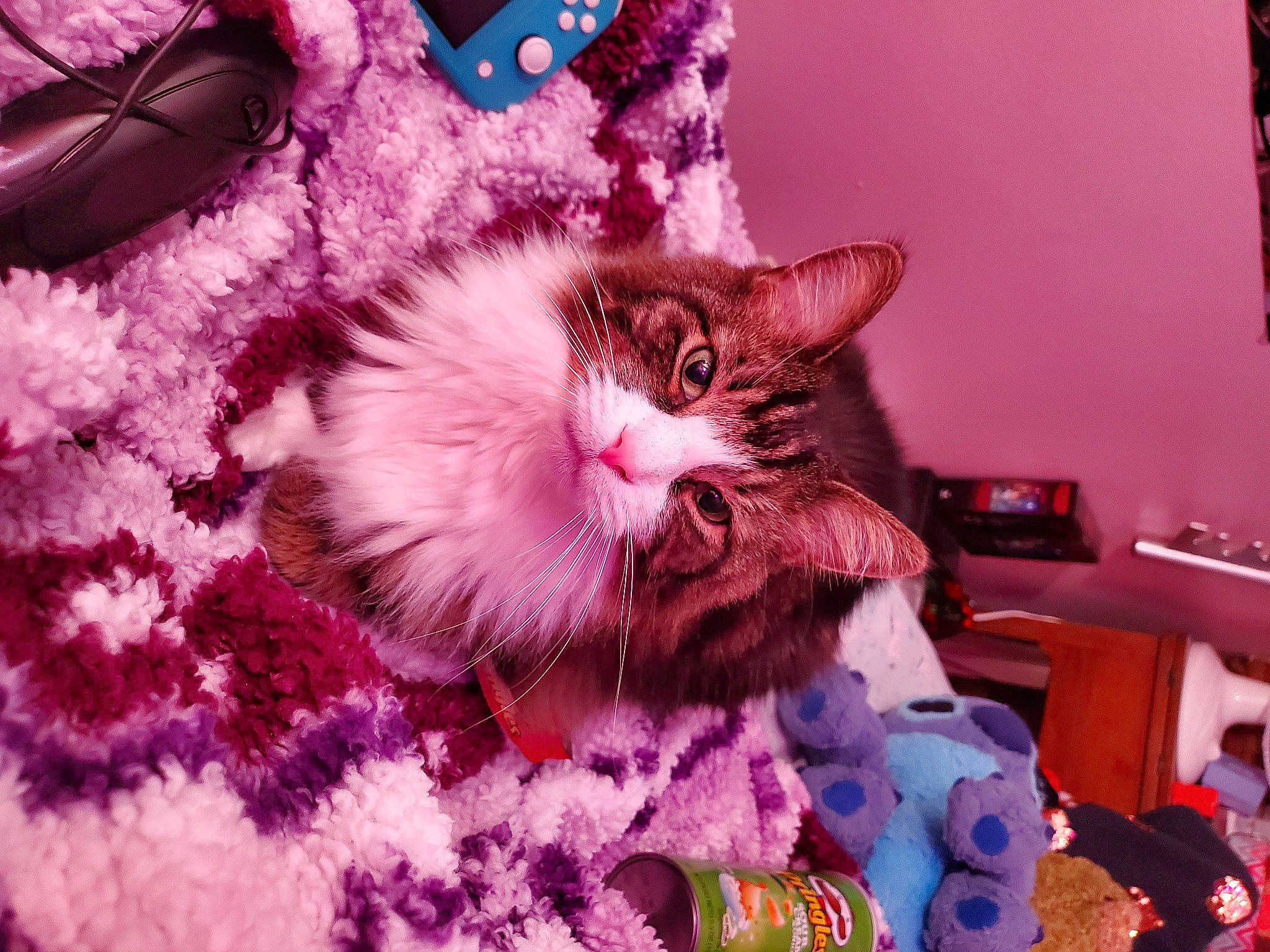 Furby joined the competition — help win amazing prizes! bed, carnivore, cat, domestic_short_haired_cat, fawn, felidae, fur, magenta, paw, photograph, pink, plant, purple, small_to_medium_sized_cats, snapshot, tail, textile, tree, violet, whiskers