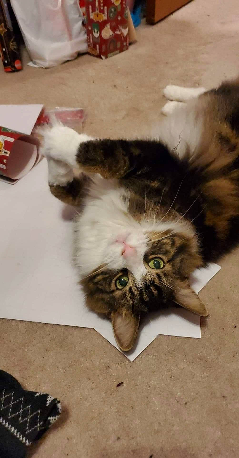 Furby is registered to the contest to win money with this photo: carmine, carnivore, cat, claw, domestic_short_haired_cat, felidae, flooring, foot, fur, mobile_phone, mouse, paw, plant, small_to_medium_sized_cats, snout, tail, whiskers