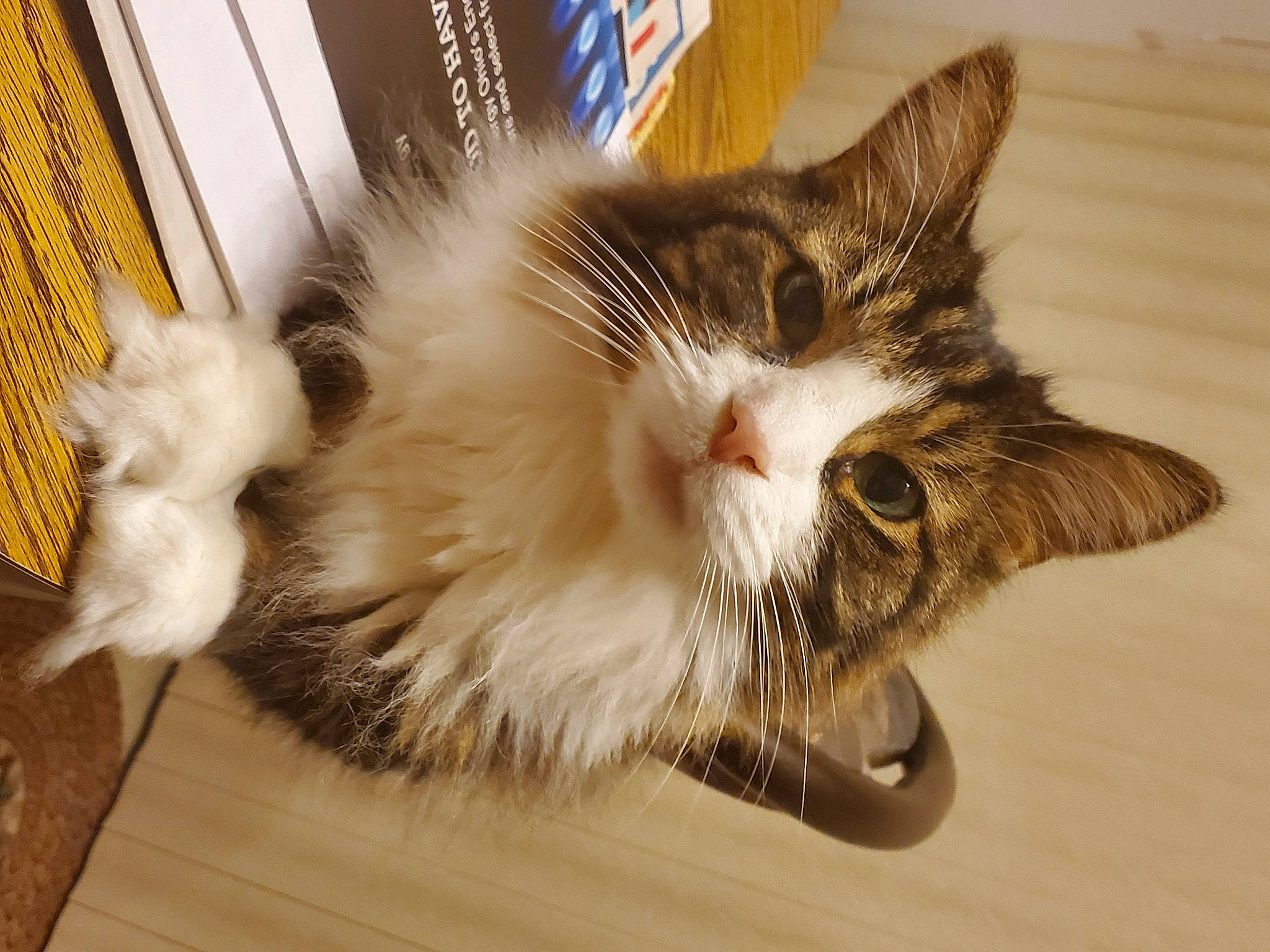 Furby joined the competition — help win amazing prizes! carnivore, cat, claw, curtain, domestic_short_haired_cat, drawer, felidae, flooring, fur, hardwood, maine_coon, paw, small_to_medium_sized_cats, snout, tail, varnish, whiskers, wood, wood_flooring, wood_stain