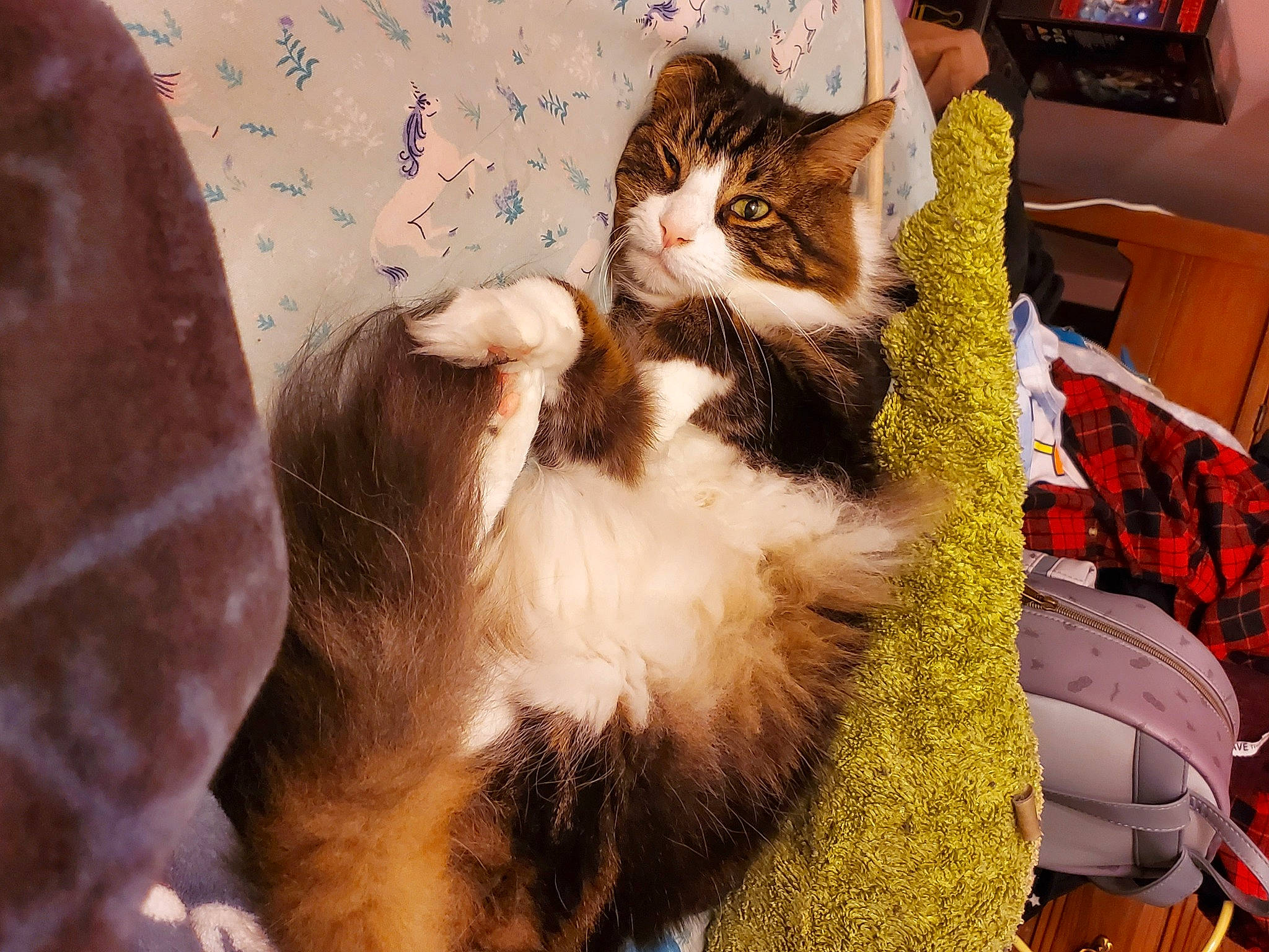 Furby is registered to the contest to win money with this photo: carnivore, cat, claw, comfort, couch, domestic_short_haired_cat, fawn, felidae, fur, gesture, hug, lap, love, paw, sitting, small_to_medium_sized_cats, tail, television, tree, whiskers