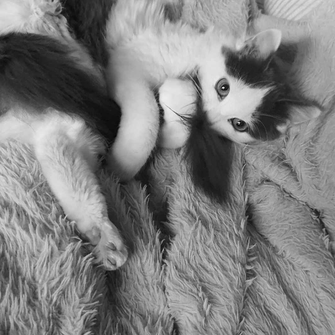 Mimi