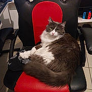 Sonic a rejoint le concours — aidez-le/la à gagner de superbes lots ! cat, feline, pet, indoor, chair, gaming_chair, black, red, gray, white, fur, animal, relaxed, looking, floor, tile, electronics, controller, desk, home