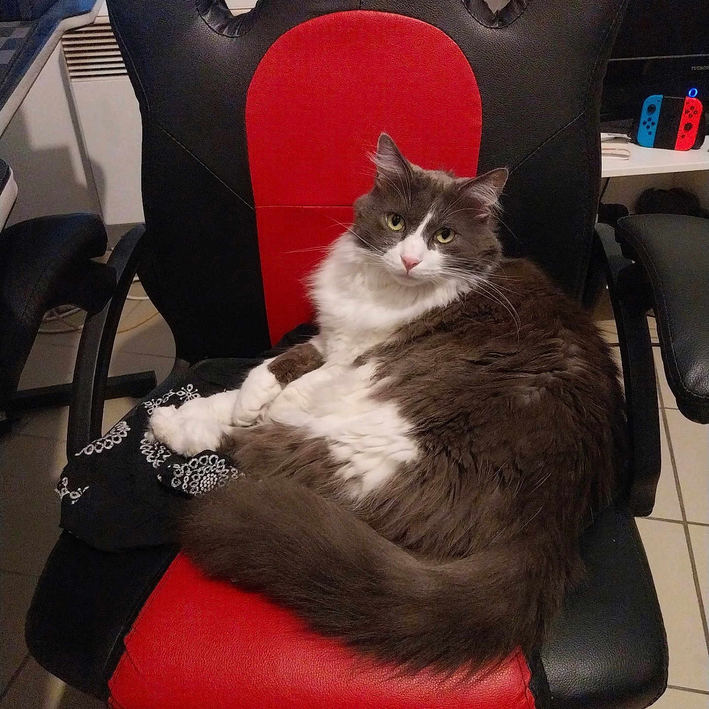 Sonic a rejoint le concours — aidez-le/la à gagner de superbes lots ! cat, feline, pet, indoor, chair, gaming_chair, black, red, gray, white, fur, animal, relaxed, looking, floor, tile, electronics, controller, desk, home