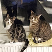 Smoothie Et Nestea a rejoint le concours — aidez-le/la à gagner de superbes lots ! animal, bathroom, bottle, cat, container, curious, domestic, feline, fur, household, indoor, night, pet, radiator, reflection, sitting, striped, tabby_cat, towel, window