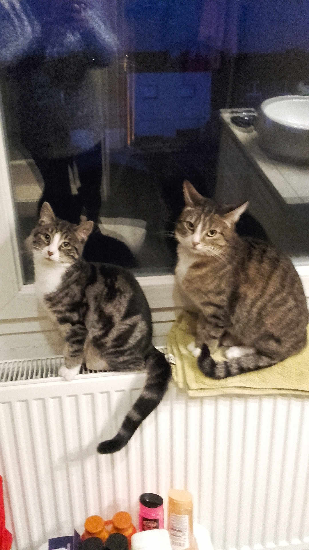 Smoothie Et Nestea a rejoint le concours — aidez-le/la à gagner de superbes lots ! animal, bathroom, bottle, cat, container, curious, domestic, feline, fur, household, indoor, night, pet, radiator, reflection, sitting, striped, tabby_cat, towel, window