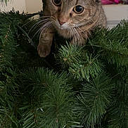 Chloe is registered to the contest to win money with this photo: cat, tabby_cat, christmas_tree, greenery, curious, whiskers, indoor, pet, animal, closeup, nature, feline, branch, needle, holiday, playful, cute, eyes, fur, mischievous