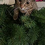 cat, tabby_cat, christmas_tree, greenery, curious, whiskers, indoor, pet, animal, closeup, nature, feline, branch, needle, holiday, playful, cute, eyes, fur, mischievous