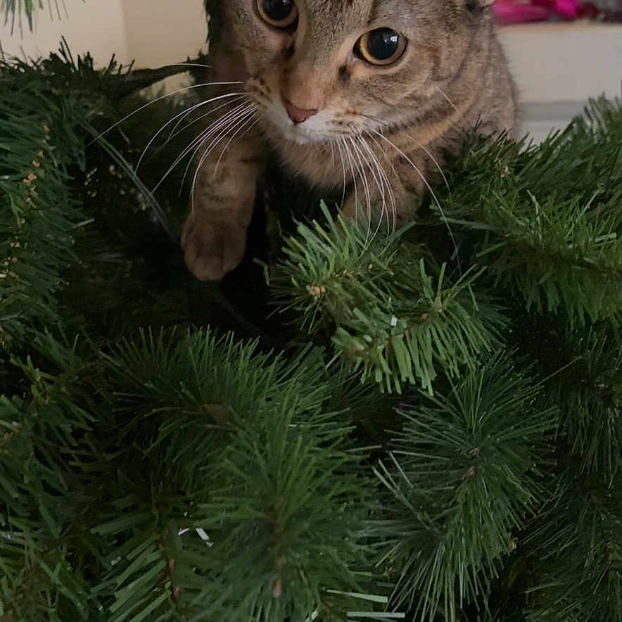 Chloe is registered to the contest to win money with this photo: animal, branch, cat, christmas_tree, closeup, curious, cute, eyes, feline, fur, greenery, holiday, indoor, mischievous, nature, needle, pet, playful, tabby_cat, whiskers