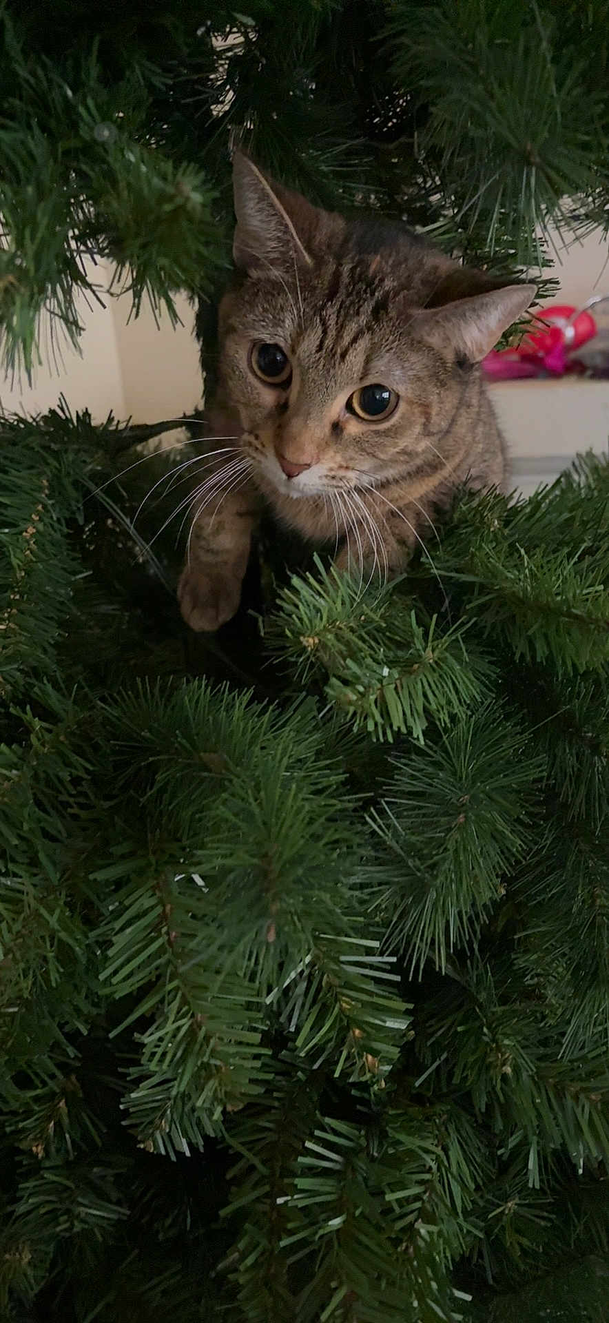 Chloe is registered to the contest to win money with this photo: cat, tabby_cat, christmas_tree, greenery, curious, whiskers, indoor, pet, animal, closeup, nature, feline, branch, needle, holiday, playful, cute, eyes, fur, mischievous
