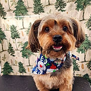 Rocky is registered to the contest to win money with this photo: dog, pet, animal, cute, fluffy, bandana, smiling, portrait, indoor, brown, black, fur, eyes, nose, mouth, ears, holiday, decoration, background, pine_tree