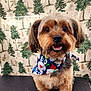 dog, pet, animal, cute, fluffy, bandana, smiling, portrait, indoor, brown, black, fur, eyes, nose, mouth, ears, holiday, decoration, background, pine_tree