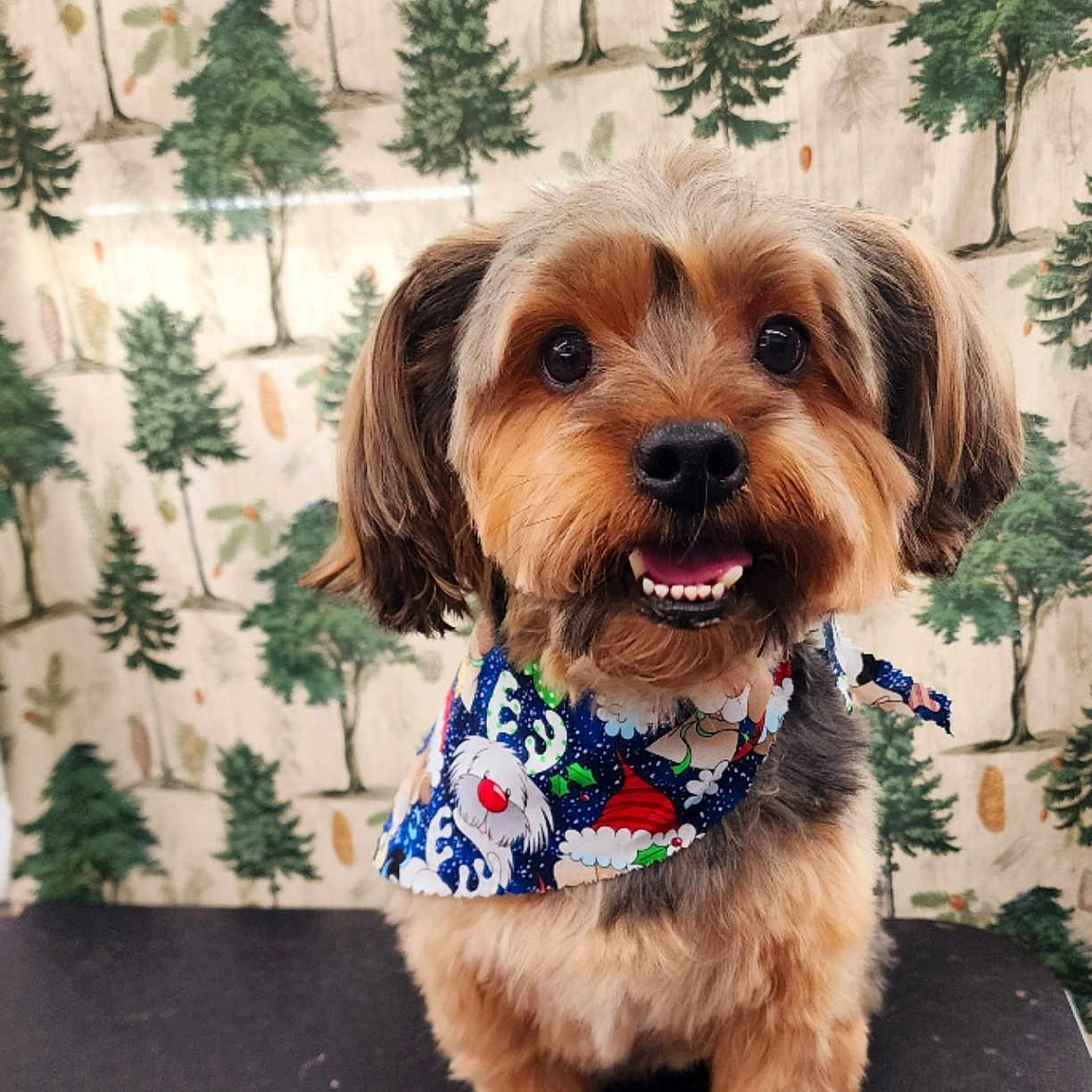 Rocky is registered to the contest to win money with this photo: animal, background, bandana, black, brown, cute, decoration, dog, ears, eyes, fluffy, fur, holiday, indoor, mouth, nose, pet, pine_tree, portrait, smiling