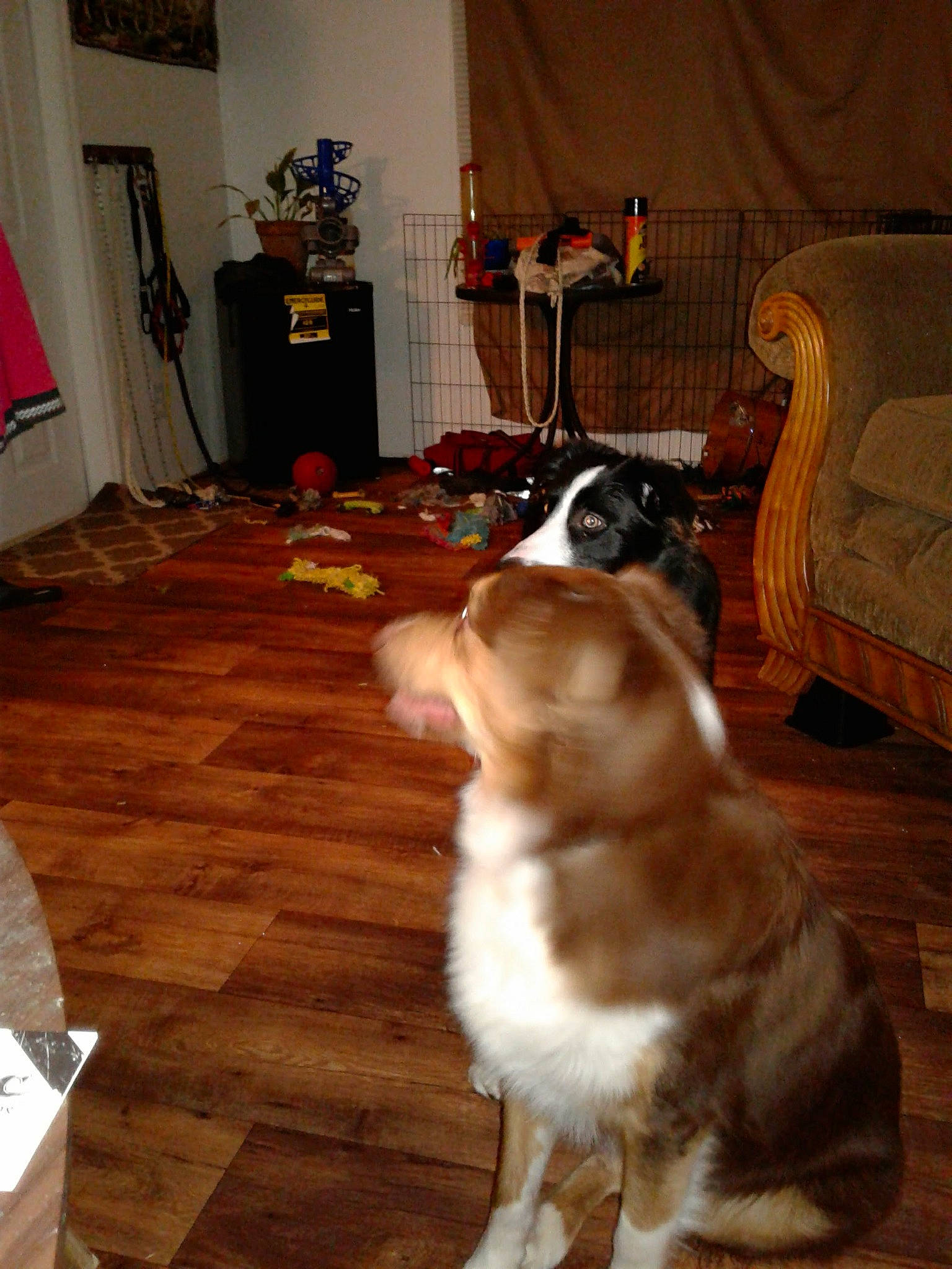 Stirling is registered to the contest to win money with this photo: canidae, carnivore, companion_dog, dog, dog_breed, fawn, floor, flooring, hardwood, laminate_flooring, mammal, sporting_group, wood