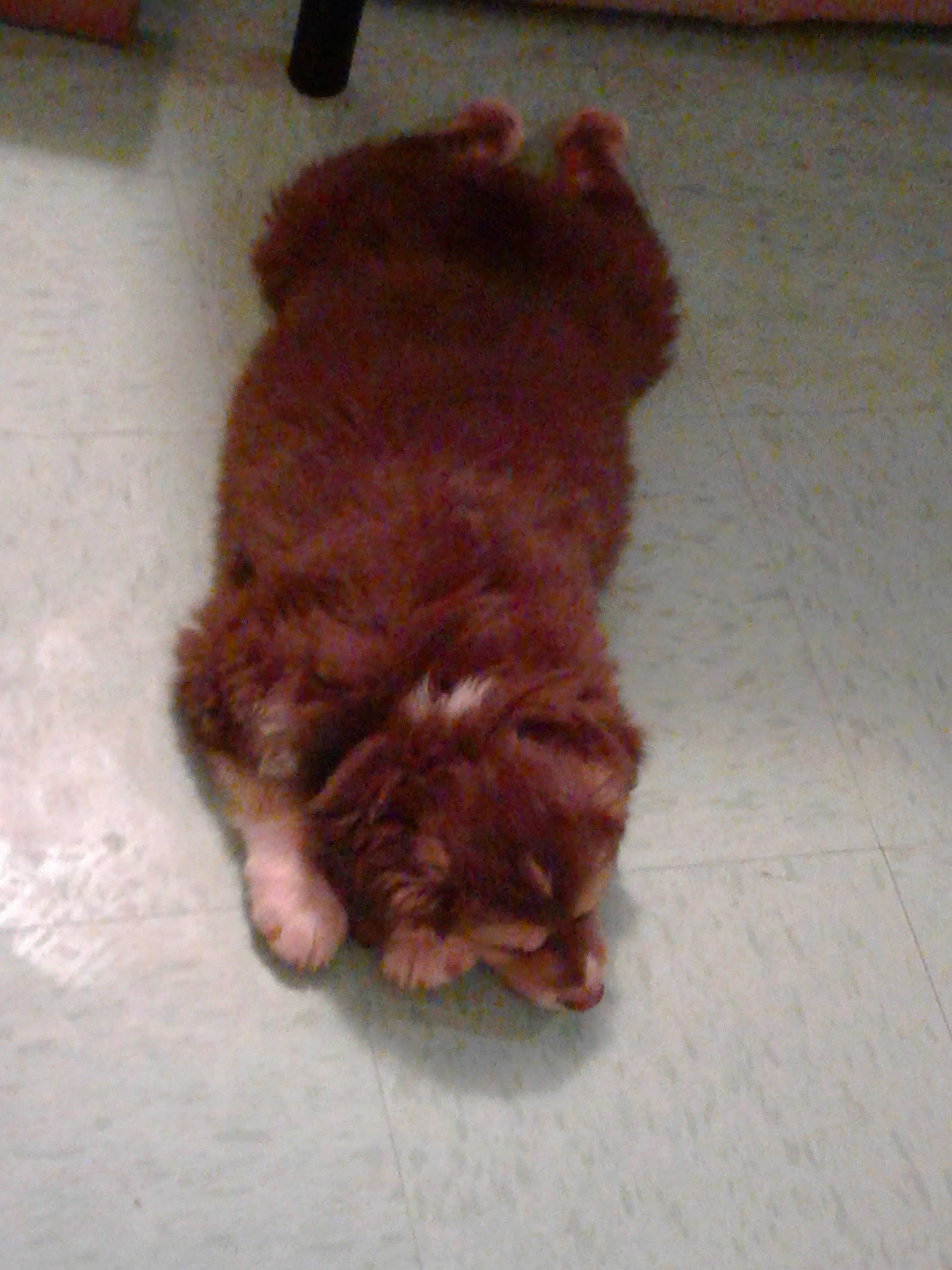 Stirling is registered to the contest to win money with this photo: canidae, carnivore, cockapoo, companion_dog, dog, dog_breed, fawn, fur, liver, non_sporting_group, puppy, sporting_group