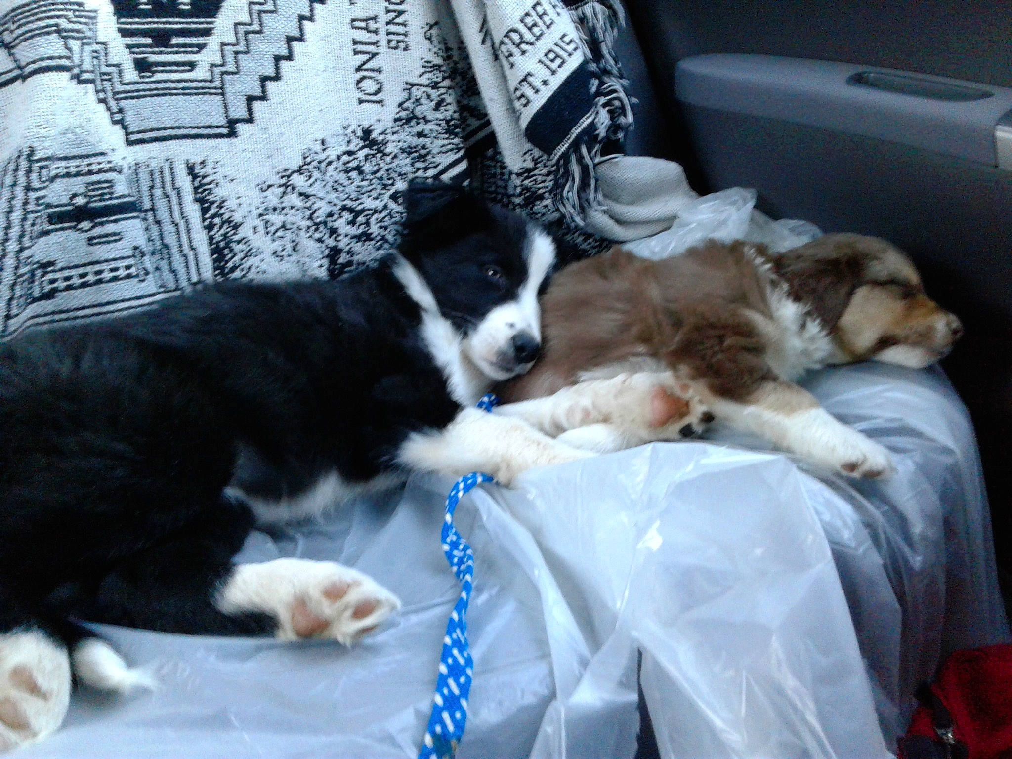 Stirling is registered to the contest to win money with this photo: australian_shepherd, border_collie, canidae, carnivore, companion_dog, dog, dog_breed, herding_dog, mammal, miniature_australian_shepherd, mucuchies, puppy, sporting_group, vertebrate, working_dog