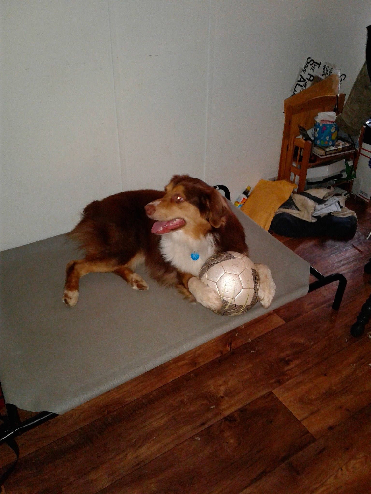 Stirling is registered to the contest to win money with this photo: canidae, carnivore, companion_dog, dog, dog_breed, floor, flooring, hardwood, room, rough_collie, shetland_sheepdog, wood