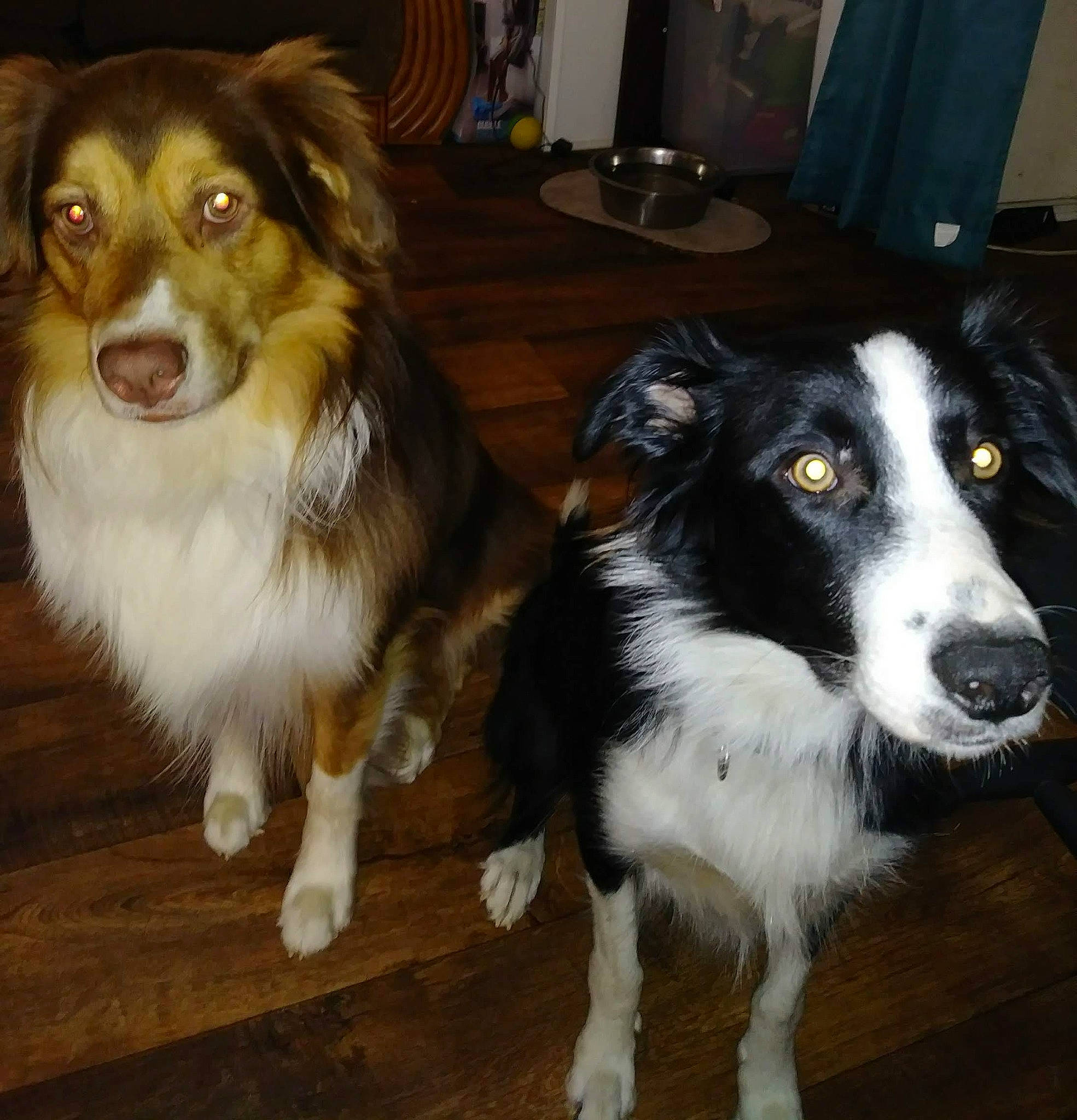 Thistle joined the competition — help win amazing prizes! australian_collie, australian_shepherd, border_collie, canidae, carnivore, collie, companion_dog, dog, dog_breed, english_shepherd, herding_dog, mammal, miniature_australian_shepherd, rare_breed_dog, scotch_collie, snout, sporting_group, vertebrate, welsh_sheepdog, working_dog