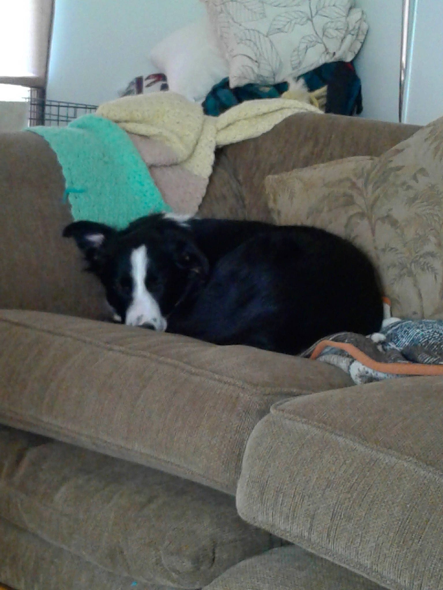 Thistle joined the competition — help win amazing prizes! bed, border_collie, canidae, carnivore, comfort, companion_dog, couch, dog, dog_breed, furniture, nap, room