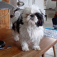 Oreo participe au concours pour gagner de l'argent avec cette photo : dog, shih_tzu, black_and_white, fluffy, table, wooden_table, living_room, indoor, pet, fur, small_dog, closed_eyes, furniture, home, cozy, domestic, cute, animal, standing, floor