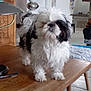 dog, shih_tzu, black_and_white, fluffy, table, wooden_table, living_room, indoor, pet, fur, small_dog, closed_eyes, furniture, home, cozy, domestic, cute, animal, standing, floor