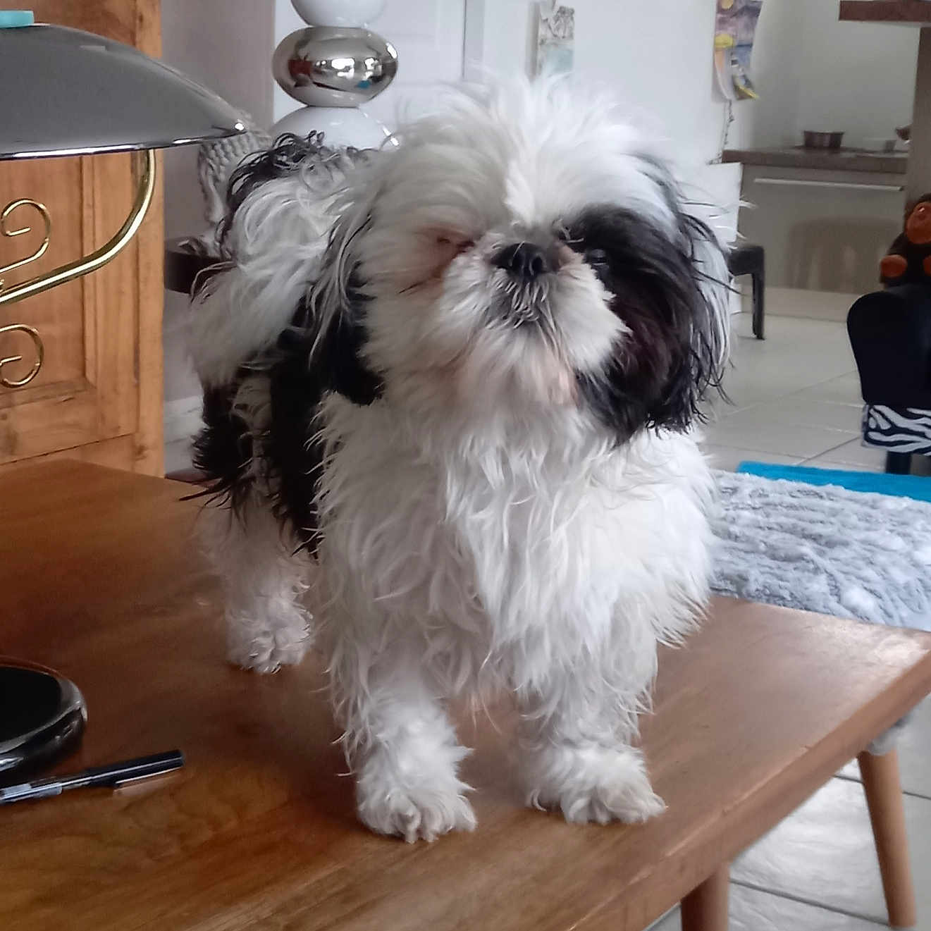 Oreo participe au concours pour gagner de l'argent avec cette photo : animal, black_and_white, closed_eyes, cozy, cute, dog, domestic, floor, fluffy, fur, furniture, home, indoor, living_room, pet, shih_tzu, small_dog, standing, table, wooden_table