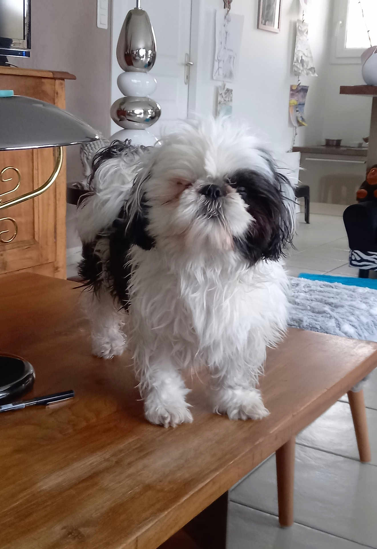 Oreo participe au concours pour gagner de l'argent avec cette photo : dog, shih_tzu, black_and_white, fluffy, table, wooden_table, living_room, indoor, pet, fur, small_dog, closed_eyes, furniture, home, cozy, domestic, cute, animal, standing, floor